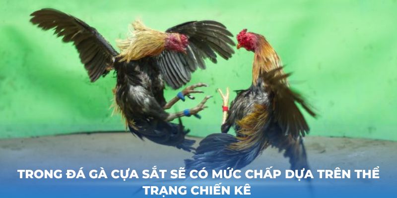 Trong đá gà cựa sắt sẽ có mức chấp dựa trên thể trạng chiến kê 