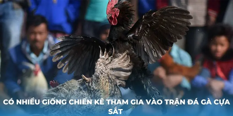 Có nhiều giống chiến kê tham gia vào trận đá gà cựa sắt 